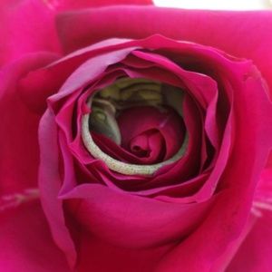 Meet your Posher, Rita